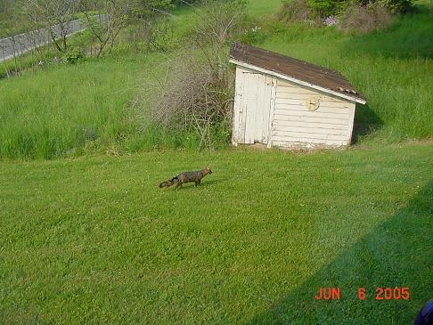 06-06-2005-fox-pic